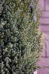Ontario Green Chinese Juniper (Juniperus chinensis 'Ontario Green') at Glasshouse Nursery