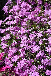 Fort Hill Moss Phlox (Phlox subulata 'Fort Hill') at Glasshouse Nursery