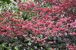 Cherokee Chief Flowering Dogwood (Cornus florida 'Cherokee Chief') at Glasshouse Nursery