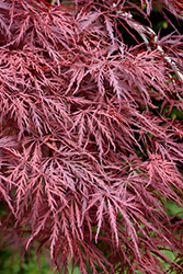 Red Dragon Japanese Maple (Acer palmatum 'Red Dragon') at Glasshouse Nursery