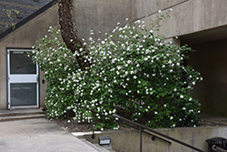Mohawk Viburnum (Viburnum x burkwoodii 'Mohawk') at Glasshouse Nursery