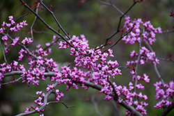 Flame Thrower Redbud (Cercis canadensis 'NC2016-2') at Glasshouse Nursery