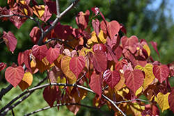 Flame Thrower Redbud (Cercis canadensis 'NC2016-2') at Glasshouse Nursery