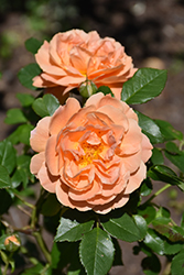 At Last Rose (Rosa 'HORCOGJIL') at Glasshouse Nursery