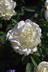 Garden Party Rose (Rosa 'Garden Party') at Glasshouse Nursery