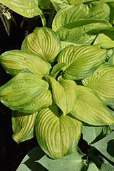 Stained Glass Hosta (Hosta 'Stained Glass') at Glasshouse Nursery