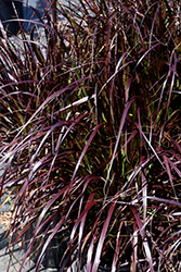 Purple Fountain Grass (Pennisetum setaceum 'Rubrum') at Glasshouse Nursery