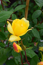 Golden Showers Rose (Rosa 'Golden Showers') at Glasshouse Nursery