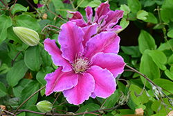 Dr. Ruppel Clematis (Clematis 'Dr. Ruppel') at Glasshouse Nursery