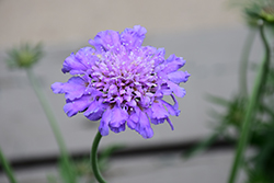Butterfly Blue Pincushion Flower (Scabiosa 'Butterfly Blue') at Glasshouse Nursery