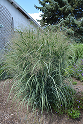 Northwind Switch Grass (Panicum virgatum 'Northwind') at Glasshouse Nursery