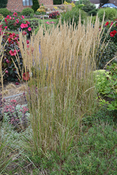 El Dorado Feather Reed Grass (Calamagrostis x acutiflora 'El Dorado') at Glasshouse Nursery