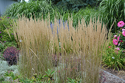 El Dorado Feather Reed Grass (Calamagrostis x acutiflora 'El Dorado') at Glasshouse Nursery