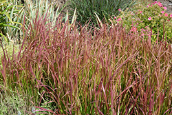 Red Baron Japanese Blood Grass (Imperata cylindrica 'Red Baron') at Glasshouse Nursery