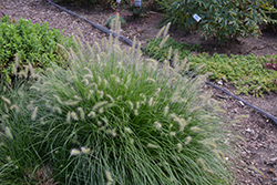Little Bunny Dwarf Fountain Grass (Pennisetum alopecuroides 'Little Bunny') at Glasshouse Nursery