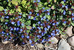 Plumbago (Ceratostigma plumbaginoides) at Glasshouse Nursery