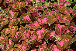 Superfine Rainbow Festive Dance Coleus (Solenostemon scutellarioides 'Rainbow Festive Dance') at Glasshouse Nursery