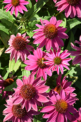 PowWow Wild Berry Coneflower (Echinacea purpurea 'PowWow Wild Berry') at Glasshouse Nursery