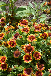 Arizona Sun Blanket Flower (Gaillardia x grandiflora 'Arizona Sun') at Glasshouse Nursery