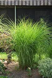 Gracillimus Maiden Grass (Miscanthus sinensis 'Gracillimus') at Glasshouse Nursery