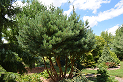 Waterer Scotch Pine (Pinus sylvestris 'Watereri') at Glasshouse Nursery