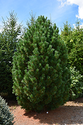 Blue Swiss Stone Pine (Pinus cembra 'Glauca') at Glasshouse Nursery