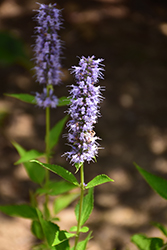Blue Fortune Anise Hyssop (Agastache 'Blue Fortune') at Glasshouse Nursery