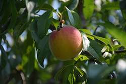 Harrow Diamond Peach (Prunus persica 'Harrow Diamond') at Glasshouse Nursery