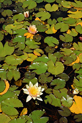 Comanche Hardy Water Lily (Nymphaea 'Comanche') at Glasshouse Nursery