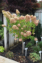 Limelight Hydrangea (tree form) (Hydrangea paniculata 'Limelight (tree form)') at Glasshouse Nursery