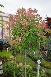 Quick Fire Hydrangea (tree form) (Hydrangea paniculata 'Bulk') at Glasshouse Nursery