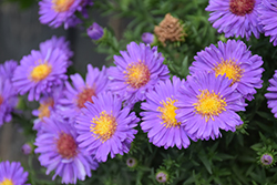 Woods Purple Aster (Symphyotrichum 'Woods Purple') at Glasshouse Nursery