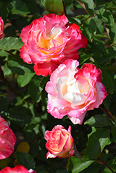 Double Delight Rose (Rosa 'Double Delight') at Glasshouse Nursery
