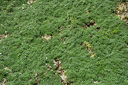 Elfin Creeping Thyme (Thymus praecox 'Elfin') at Glasshouse Nursery