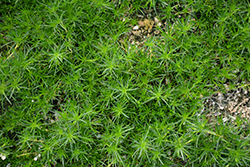 Irish Moss (Sagina subulata) at Glasshouse Nursery