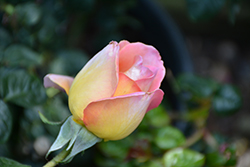 Peace Rose (Rosa 'Peace') at Glasshouse Nursery