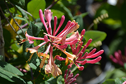 Goldflame Honeysuckle (Lonicera x heckrottii) at Glasshouse Nursery