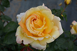 Oregold Rose (Rosa 'Oregold') at Glasshouse Nursery