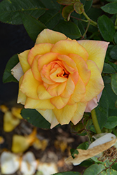 Gold Medal Rose (Rosa 'Gold Medal') at Glasshouse Nursery