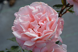 Queen Elizabeth Rose (Rosa 'Queen Elizabeth') at Glasshouse Nursery