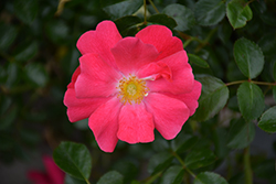 Flower Carpet Pink Supreme Rose (Rosa 'Flower Carpet Pink Supreme') at Glasshouse Nursery