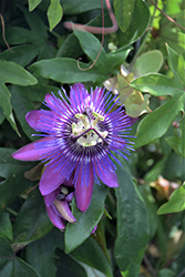 Amethyst Passion Flower (Passiflora 'Amethyst') at Glasshouse Nursery