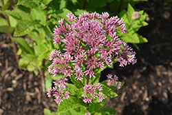 Little Joe Dwarf Joe Pye Weed (Eupatorium maculatum 'Little Joe') at Glasshouse Nursery