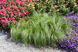 Pony Tails Mexican Feather Grass (Stipa tenuissima 'Pony Tails') at Glasshouse Nursery