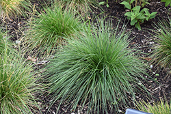 Tufted Hair Grass (Deschampsia cespitosa) at Glasshouse Nursery