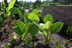 Elephant's Ear (Alocasia macrorrhizos) at Glasshouse Nursery