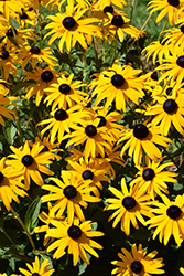 Goldsturm Coneflower (Rudbeckia fulgida 'Goldsturm') at Glasshouse Nursery