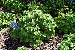 Raspberry Shortcake Raspberry (Rubus 'NR7') at Glasshouse Nursery