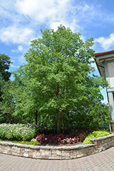 Frontier Elm (Ulmus 'Frontier') at Glasshouse Nursery