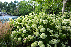 Little Lime Hydrangea (Hydrangea paniculata 'Jane') at Glasshouse Nursery